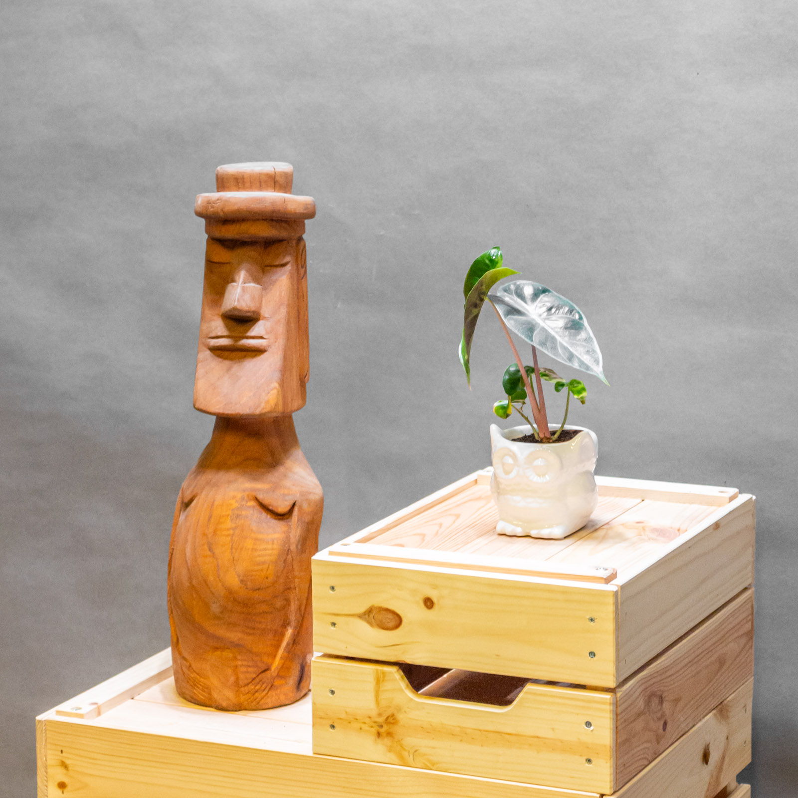 Alocasia Pink Dragon 6cm