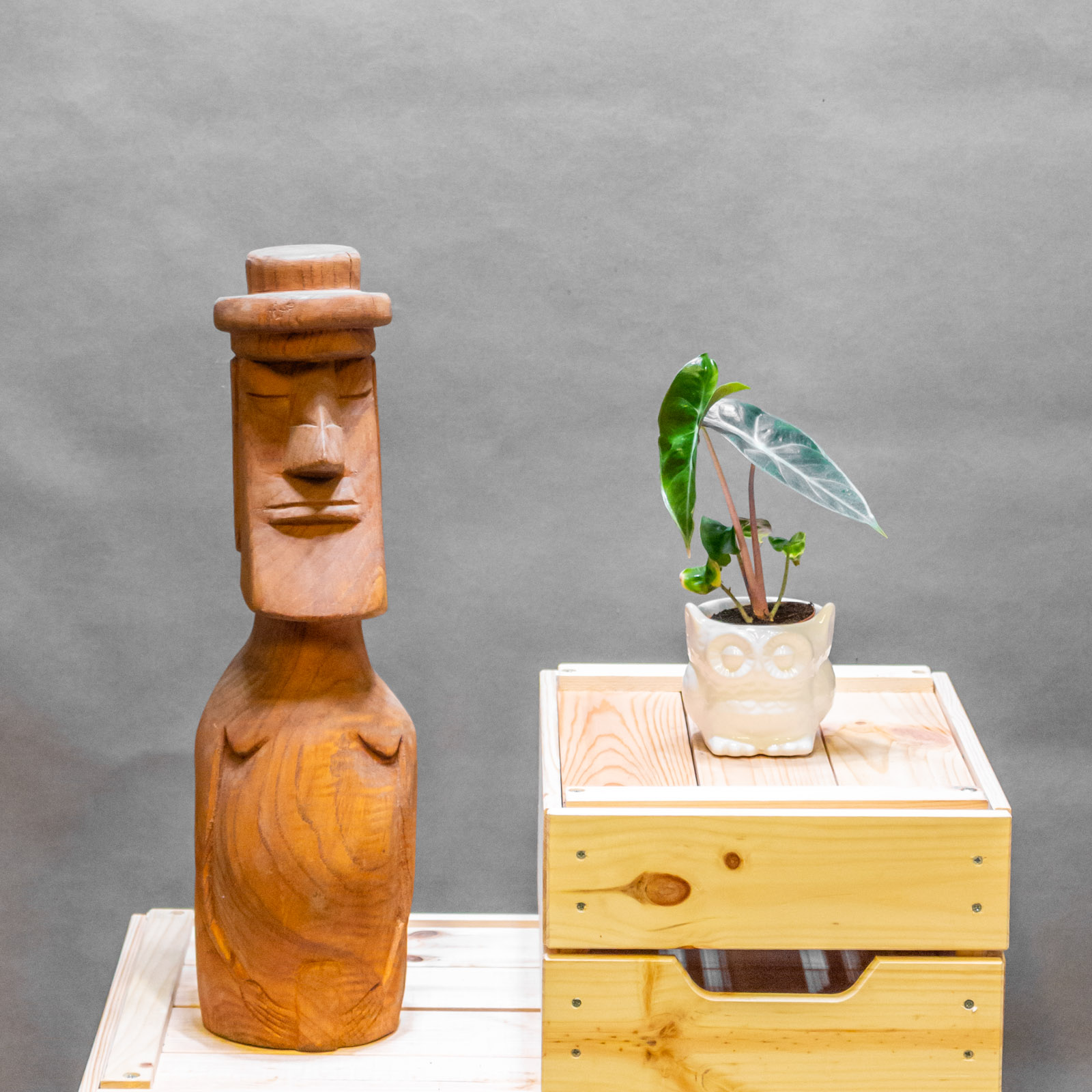 Alocasia Pink Dragon 6cm