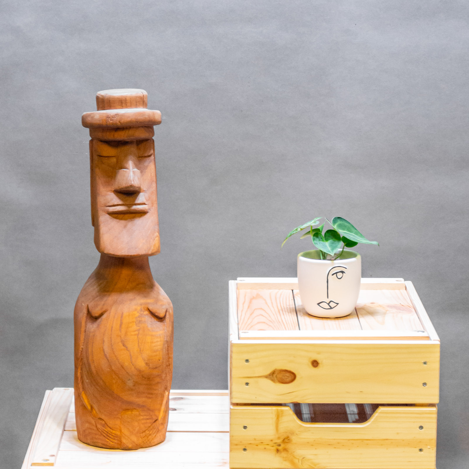 Anthurium Clarinervium 6cm