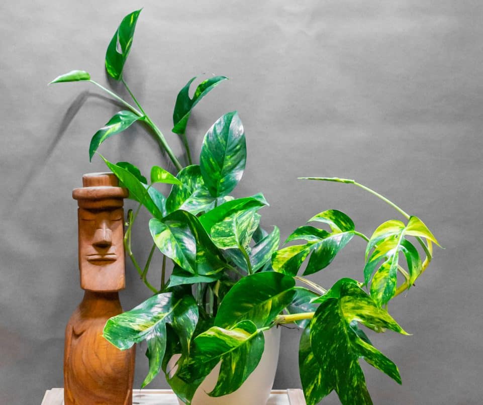 Epipremnum Pinnatum Cintho Goldfinger 17cm