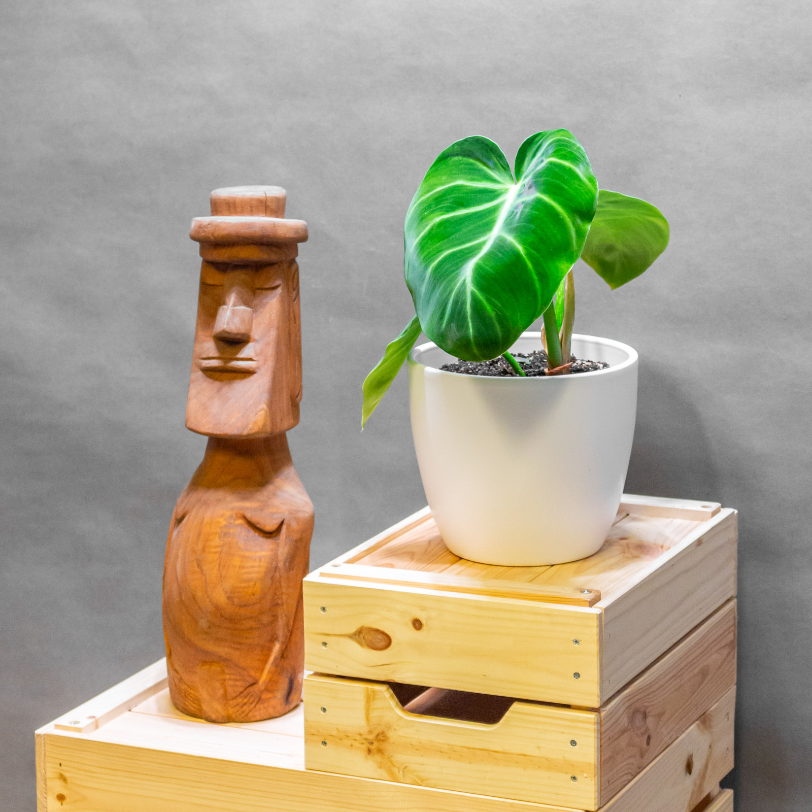 Philodendron Luxurians 14cm