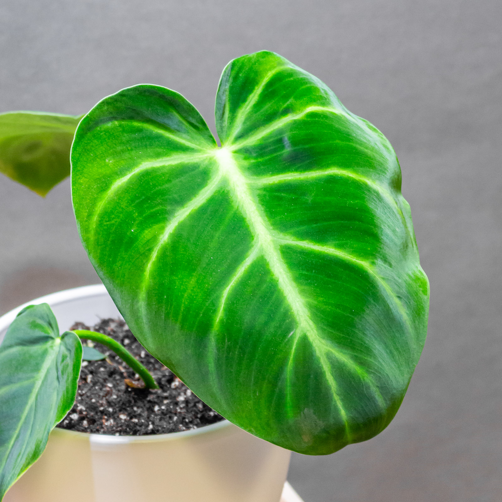 Philodendron Luxurians 14cm