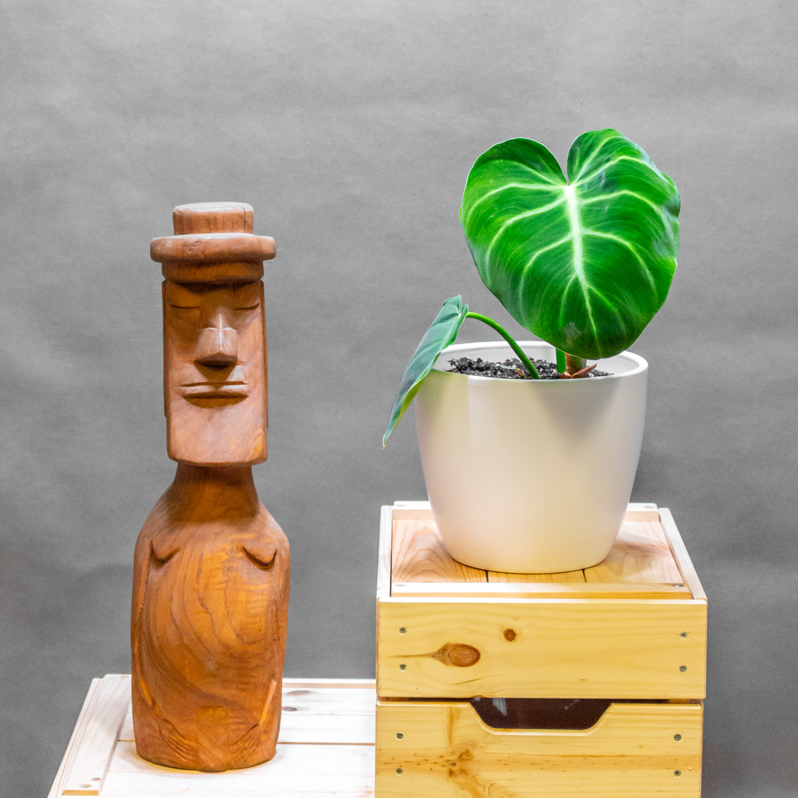 Philodendron Luxurians 14cm