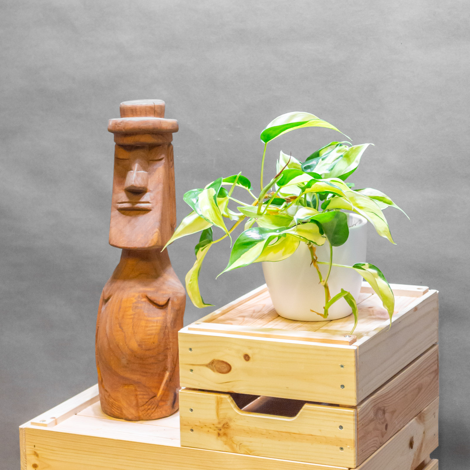 Philodendron Rio 12cm Philodendron Rio 12cm