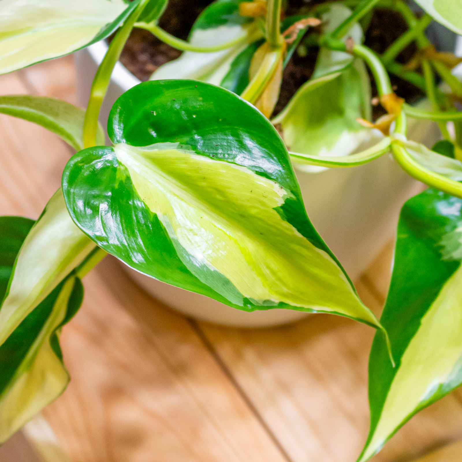 Philodendron Rio 12cm Philodendron Rio 12cm