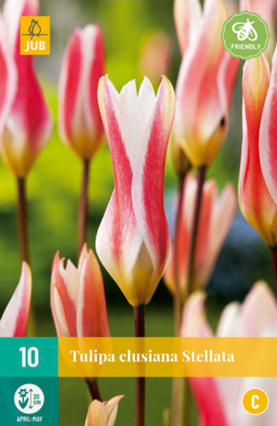Tulipán Clusiana Stellata