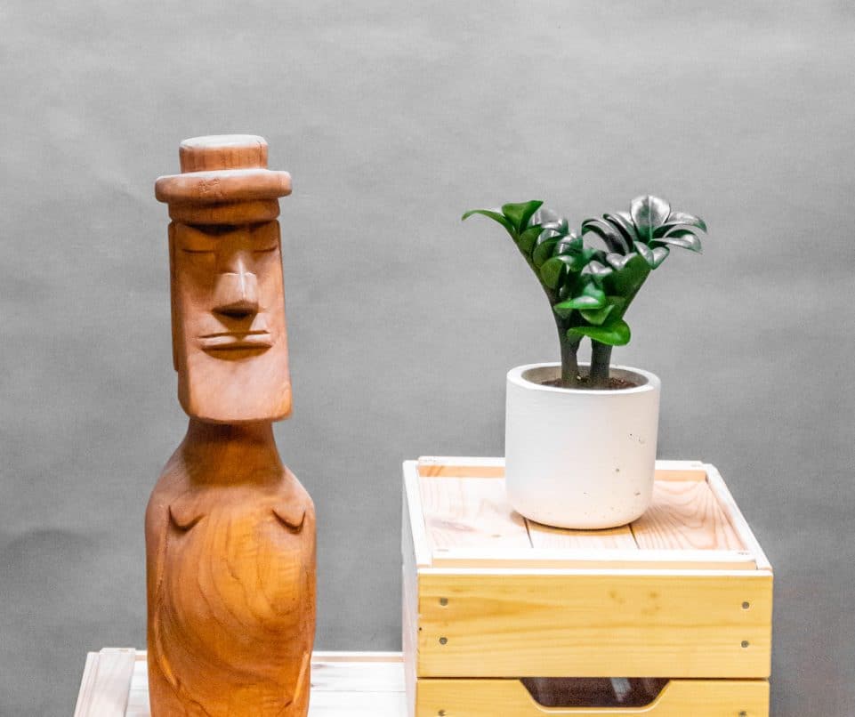 Agglegénypálma – Zamioculcas Zenzi 9cm