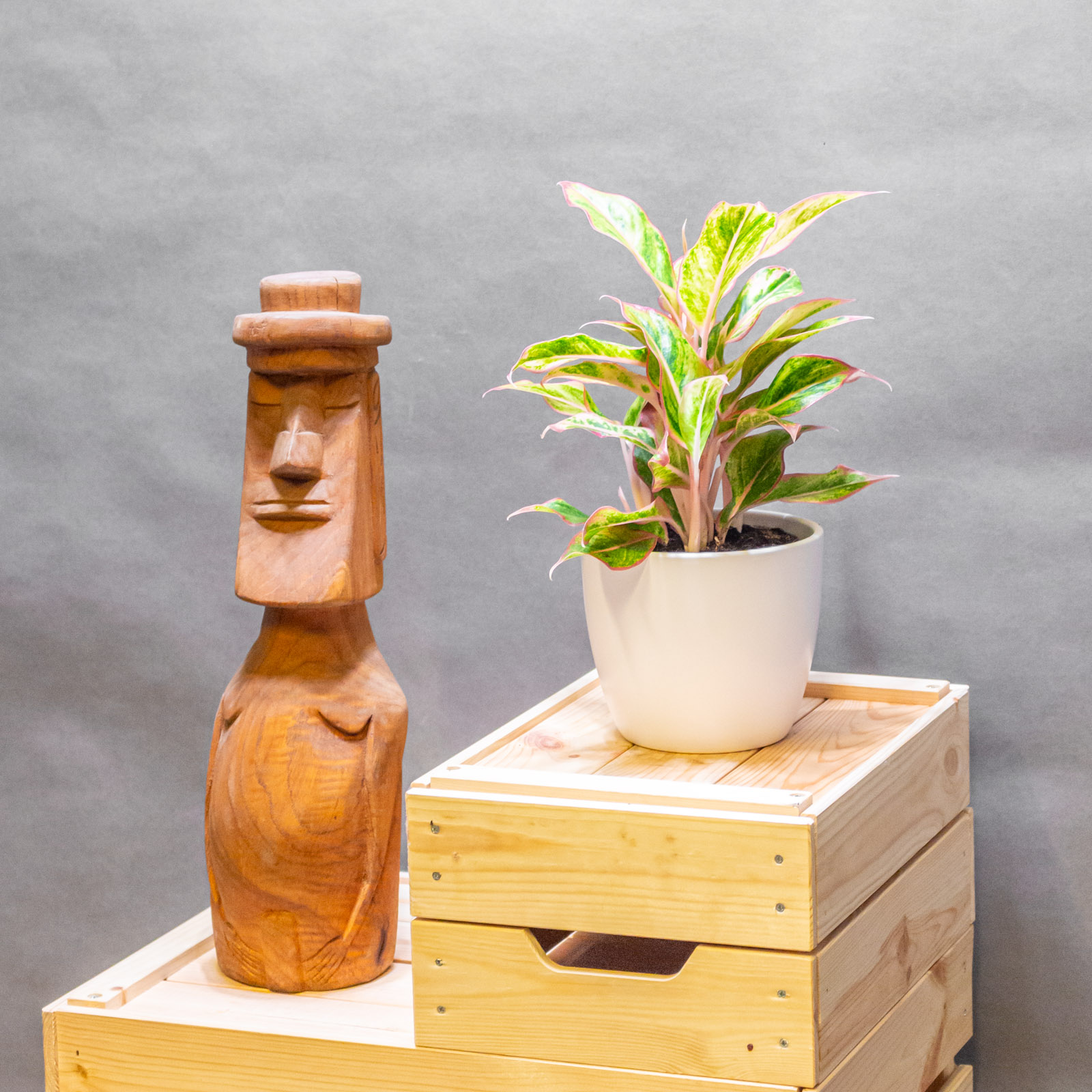 Aglaonema Jungle Nectarine 12cm