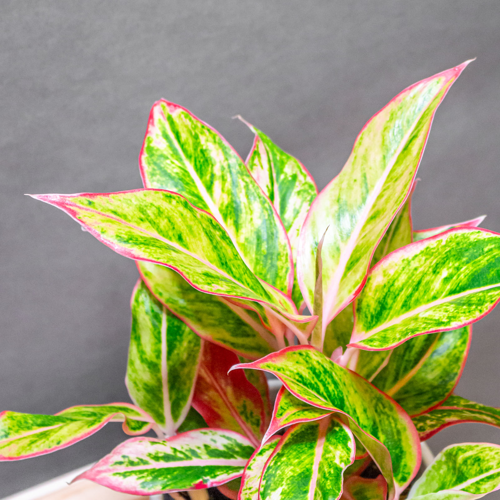 Aglaonema Jungle Nectarine 12cm