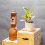 Aglaonema Romance Red 12cm