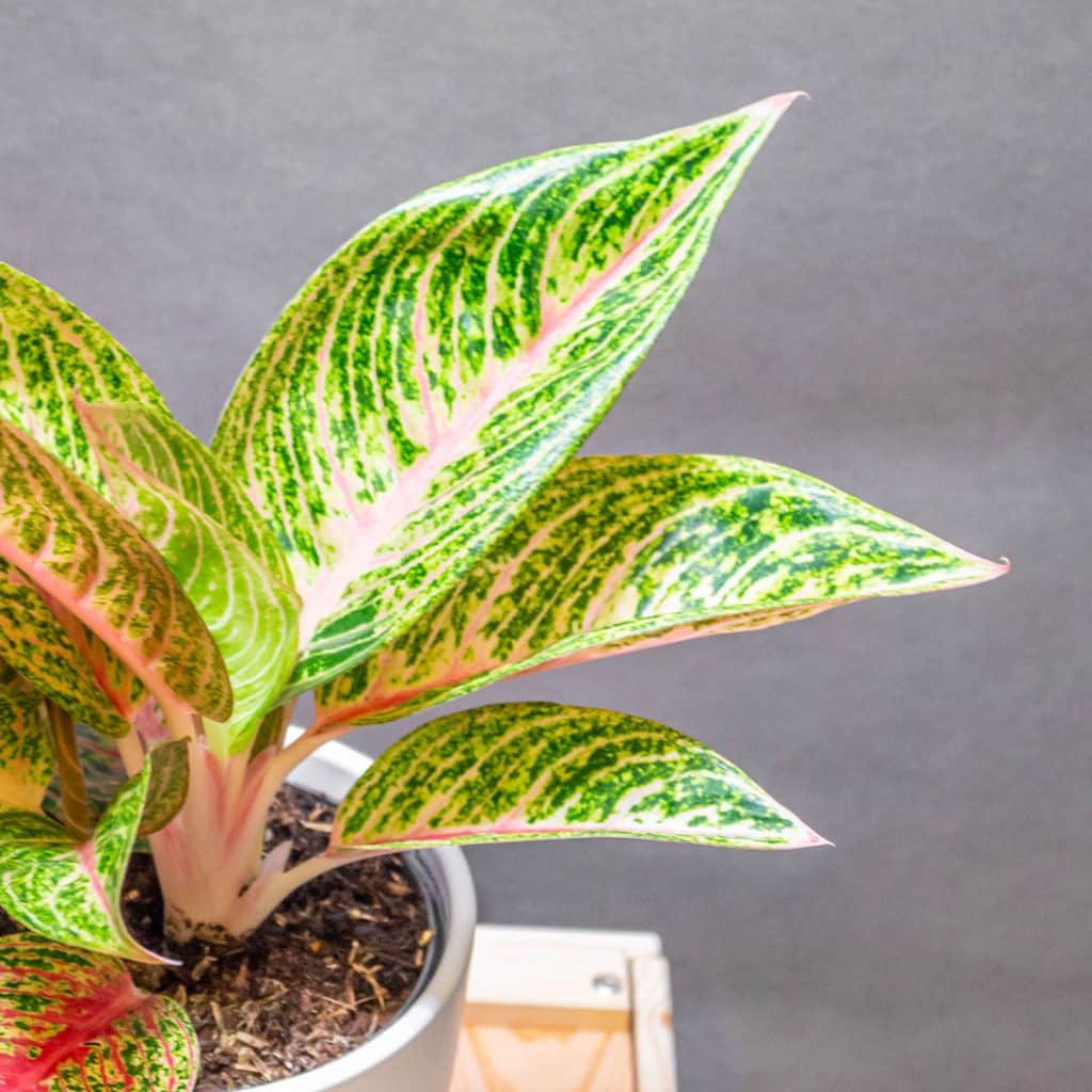 Aglaonema Romance Red 12cm