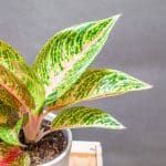Aglaonema Romance Red 12cm