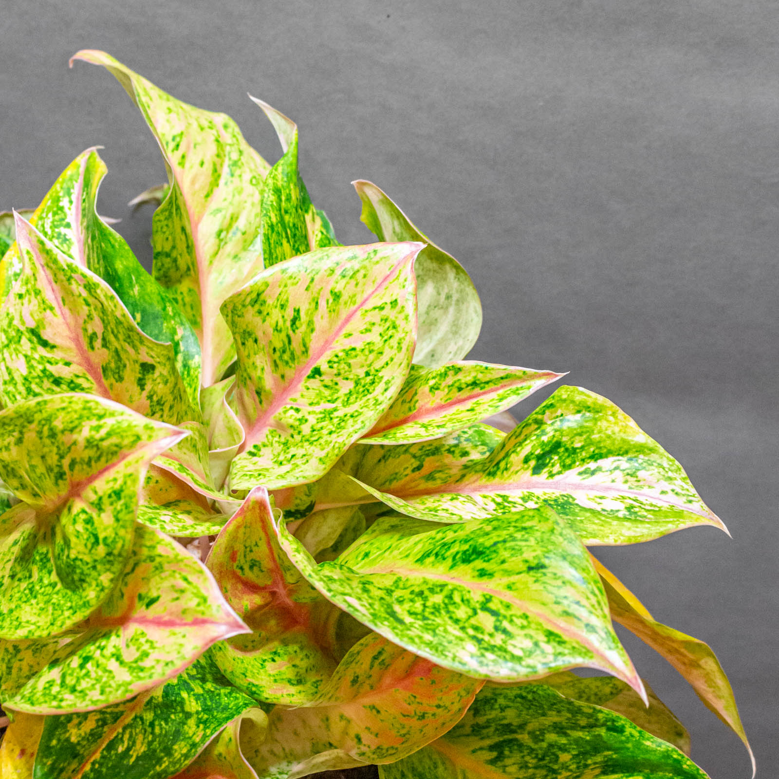 Aglaonema Samba Red 19cm