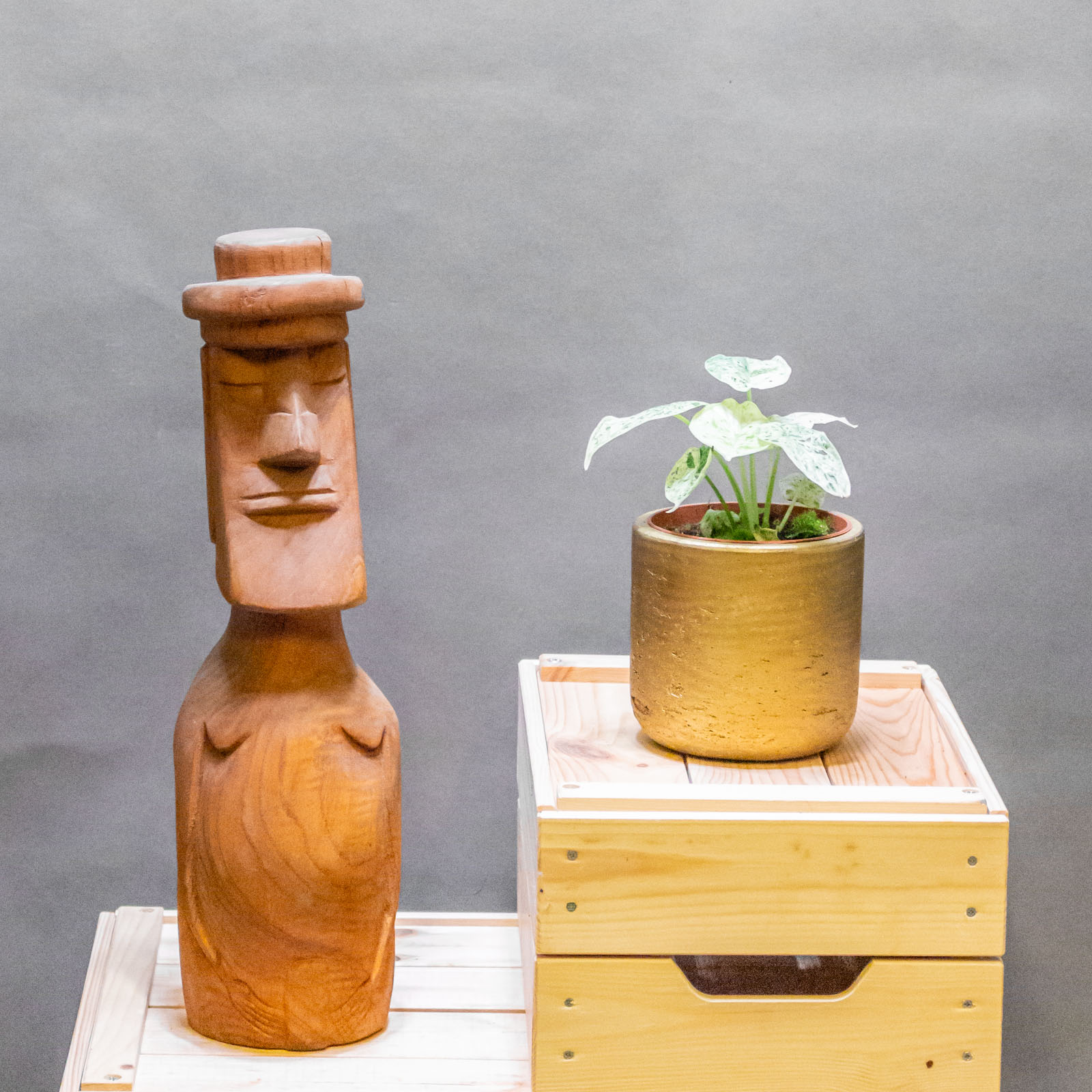 Alocasia Dragon Scale Mint 10cm