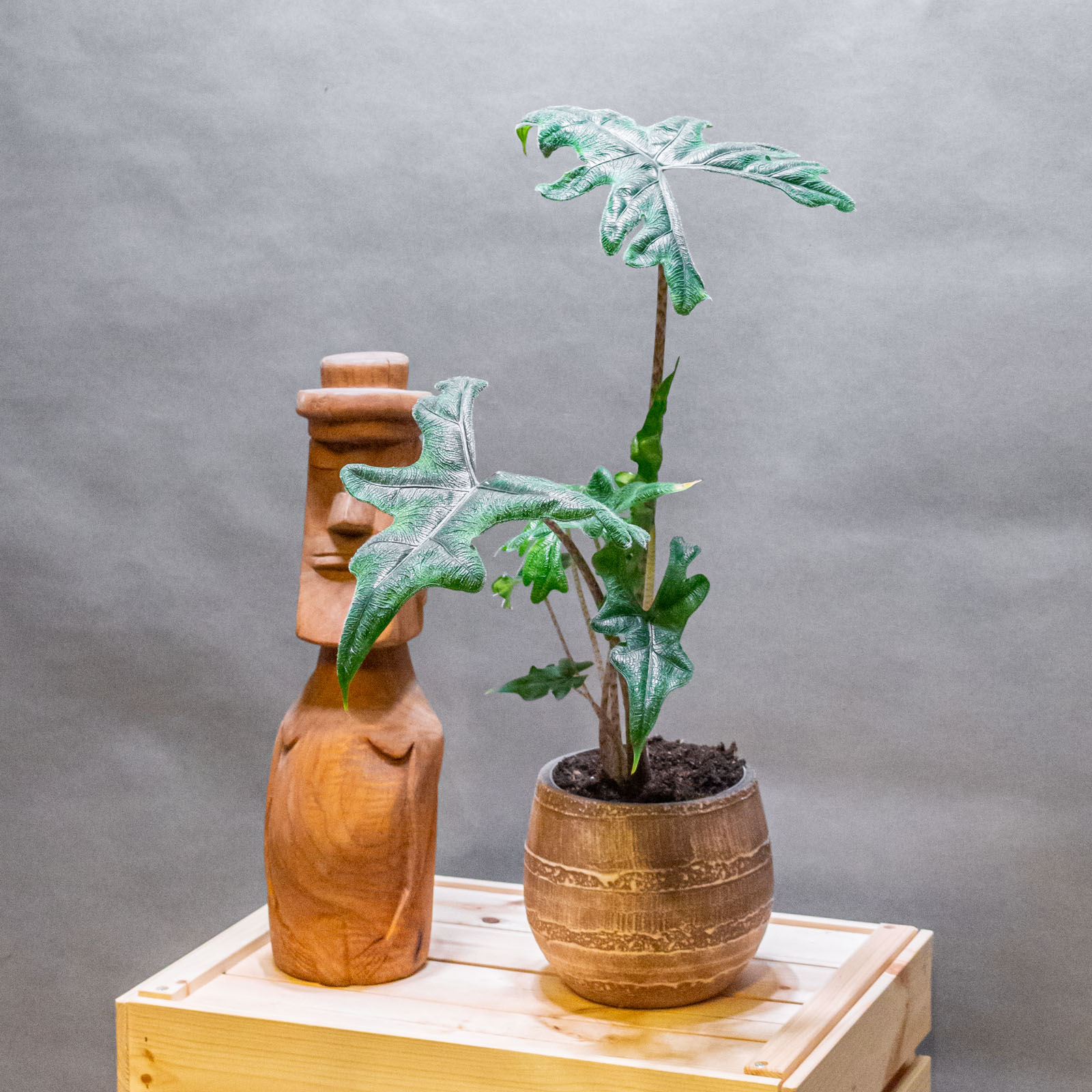 Alocasia Jacklyn 14cm