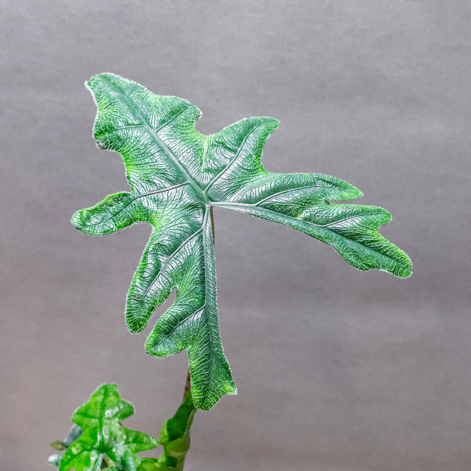 Alocasia Jacklyn 14cm