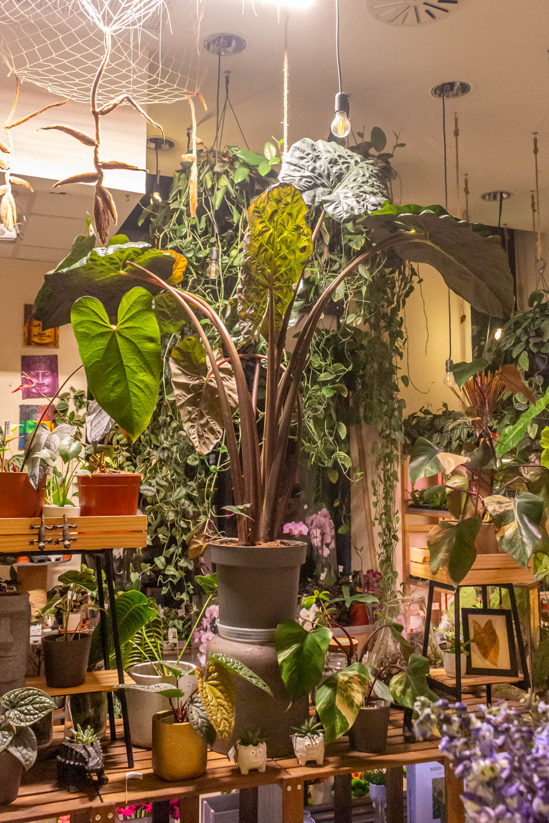 Alocasia Yucatan Princess 32cm