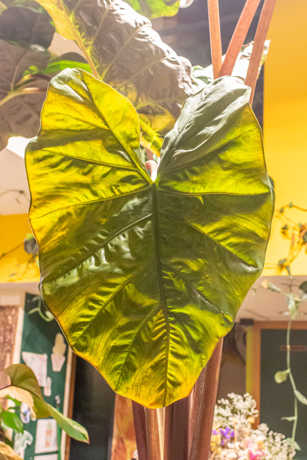 Alocasia Yucatan Princess 32cm