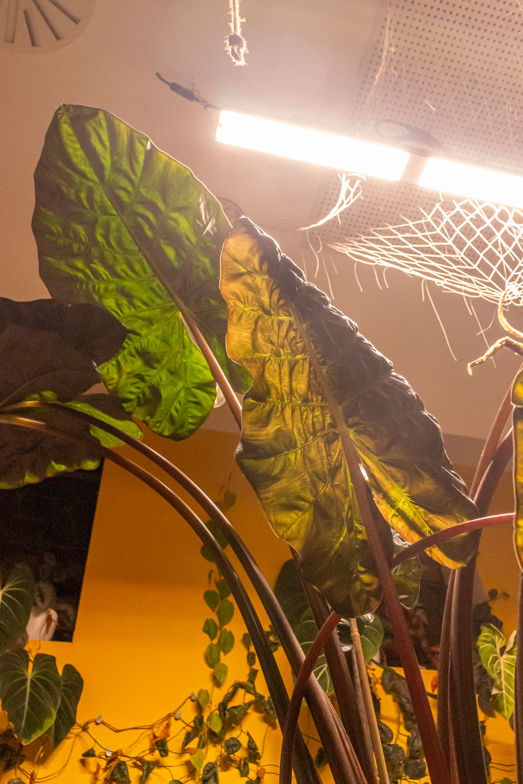 Alocasia Yucatan Princess 32cm