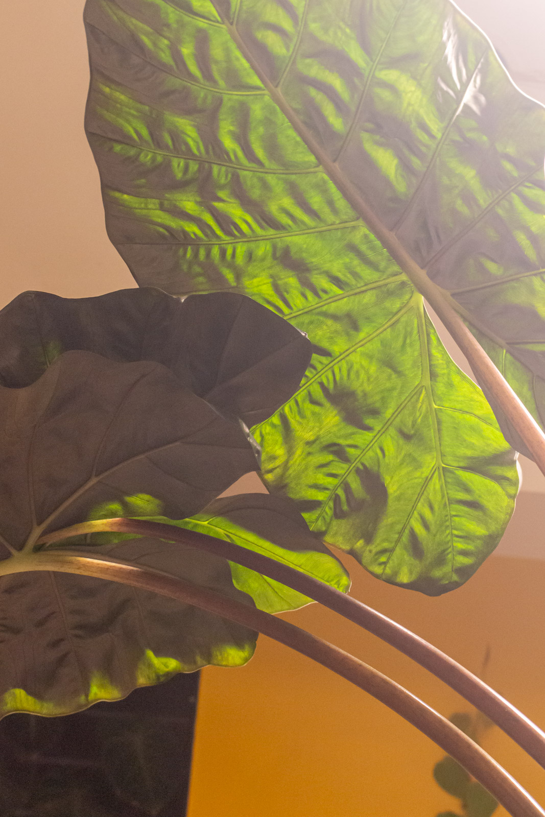 Alocasia Yucatan Princess 32cm