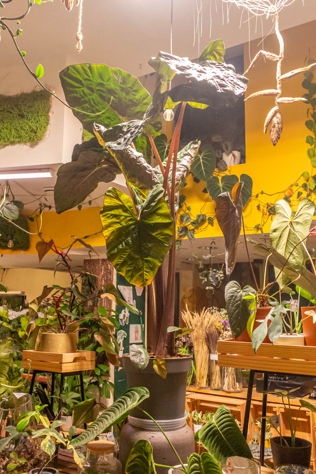 Alocasia Yucatan Princess 32cm