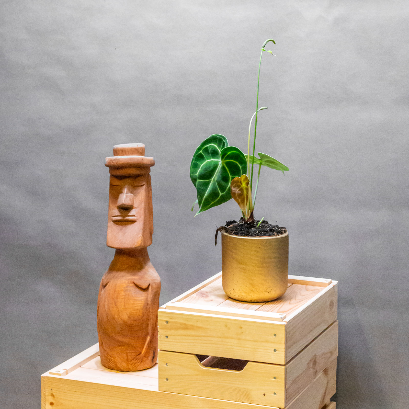 Anthurium Clarinervium 10cm