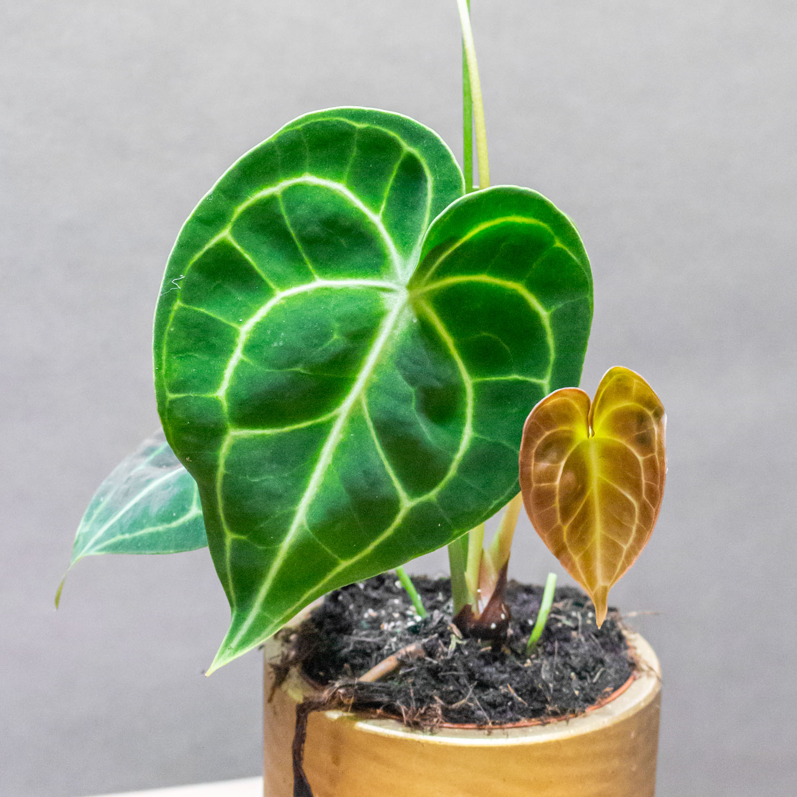 Anthurium Clarinervium 10cm