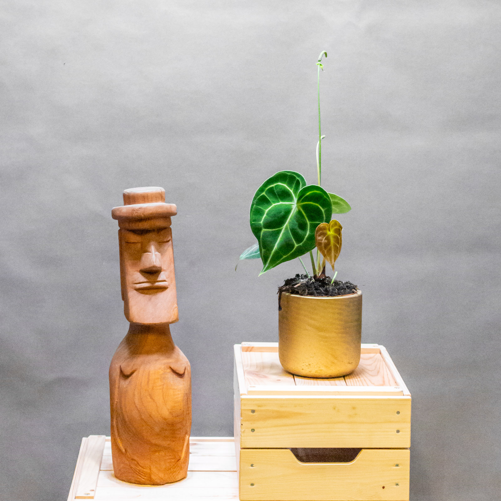 Anthurium Clarinervium 10cm