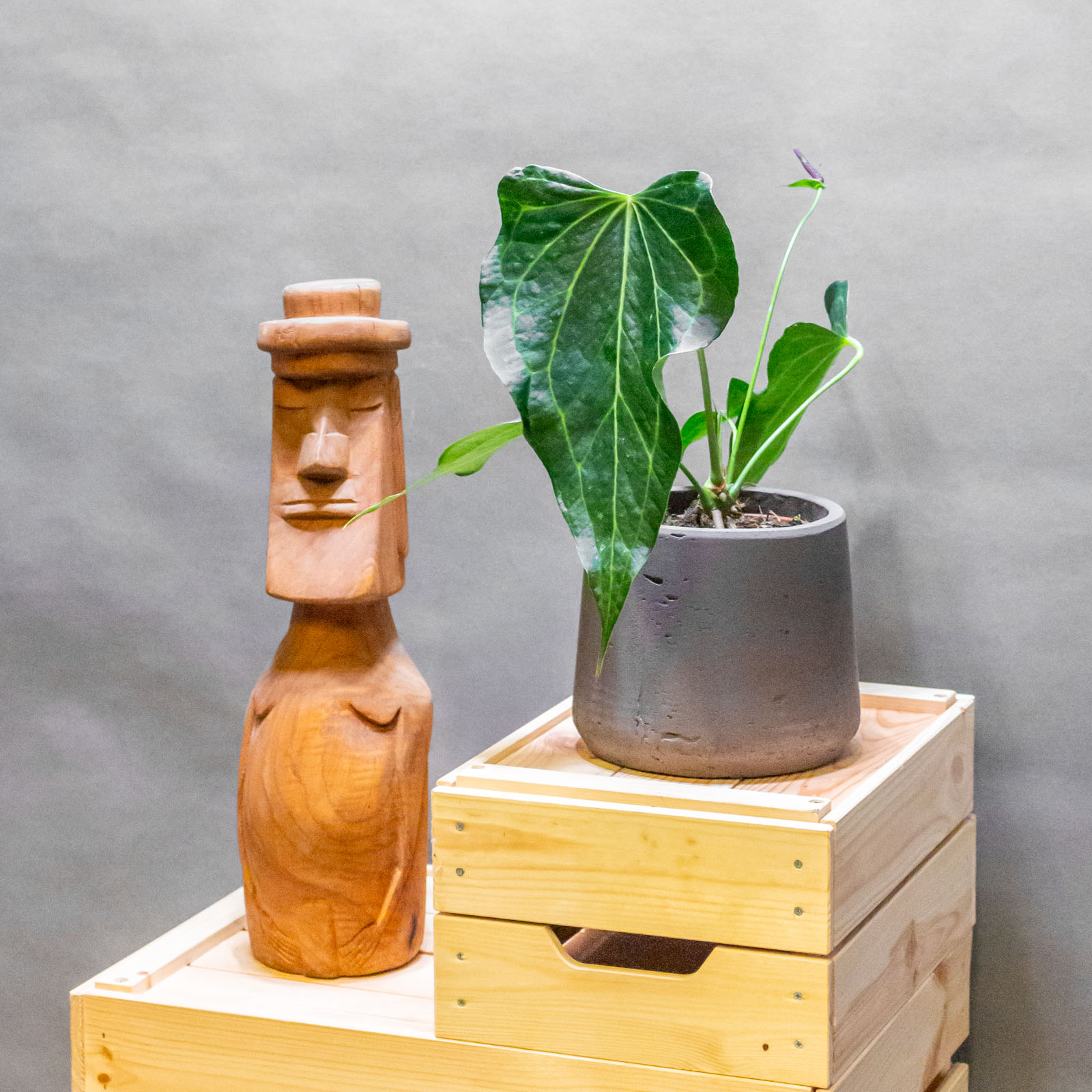 Anthurium Delta Force 12cm