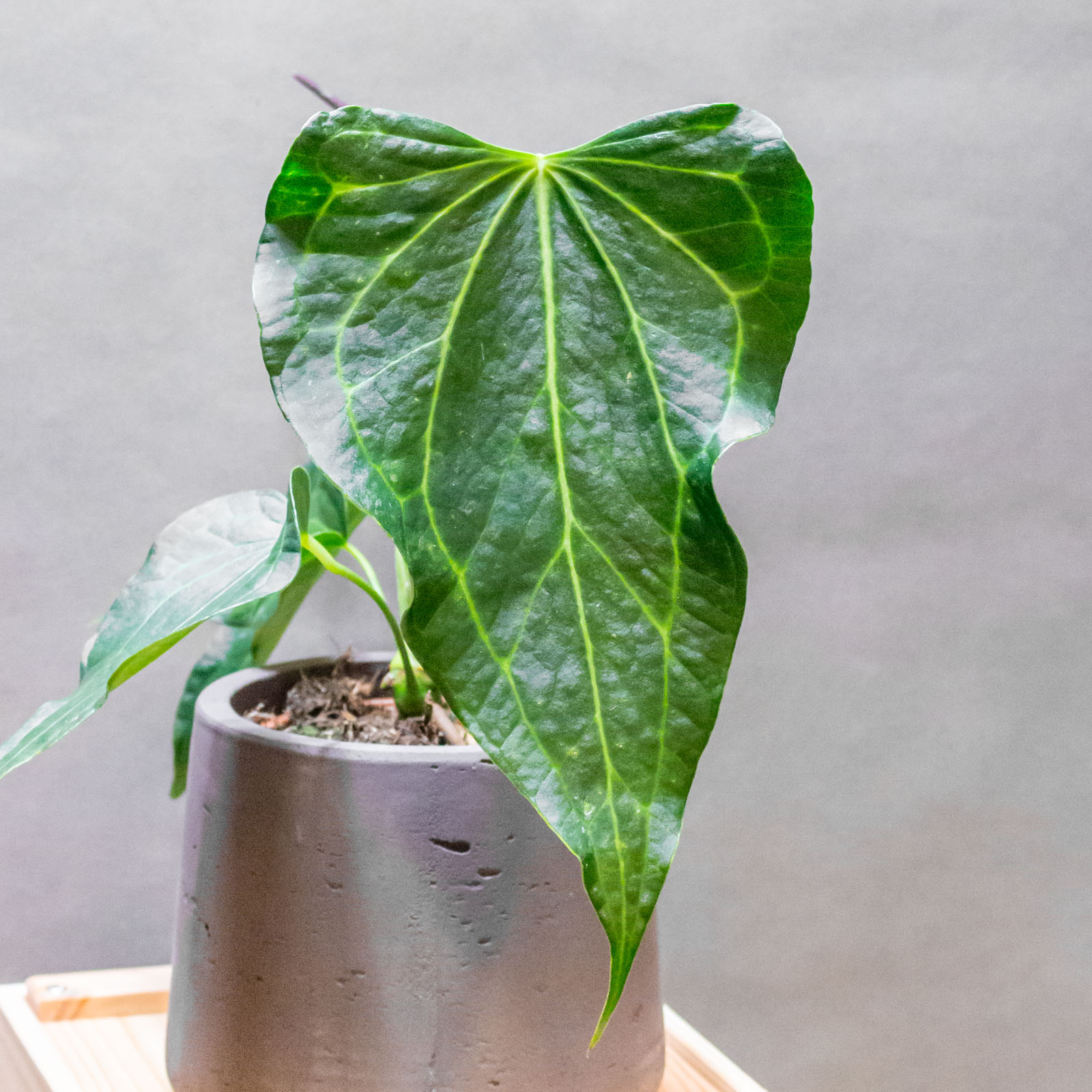 Anthurium Delta Force 12cm