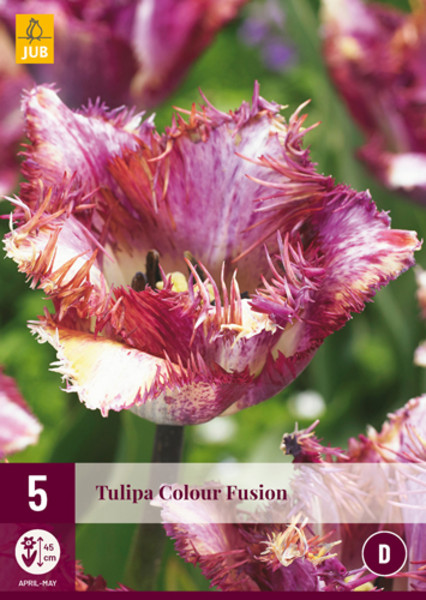 Tulipán Colour Fusion