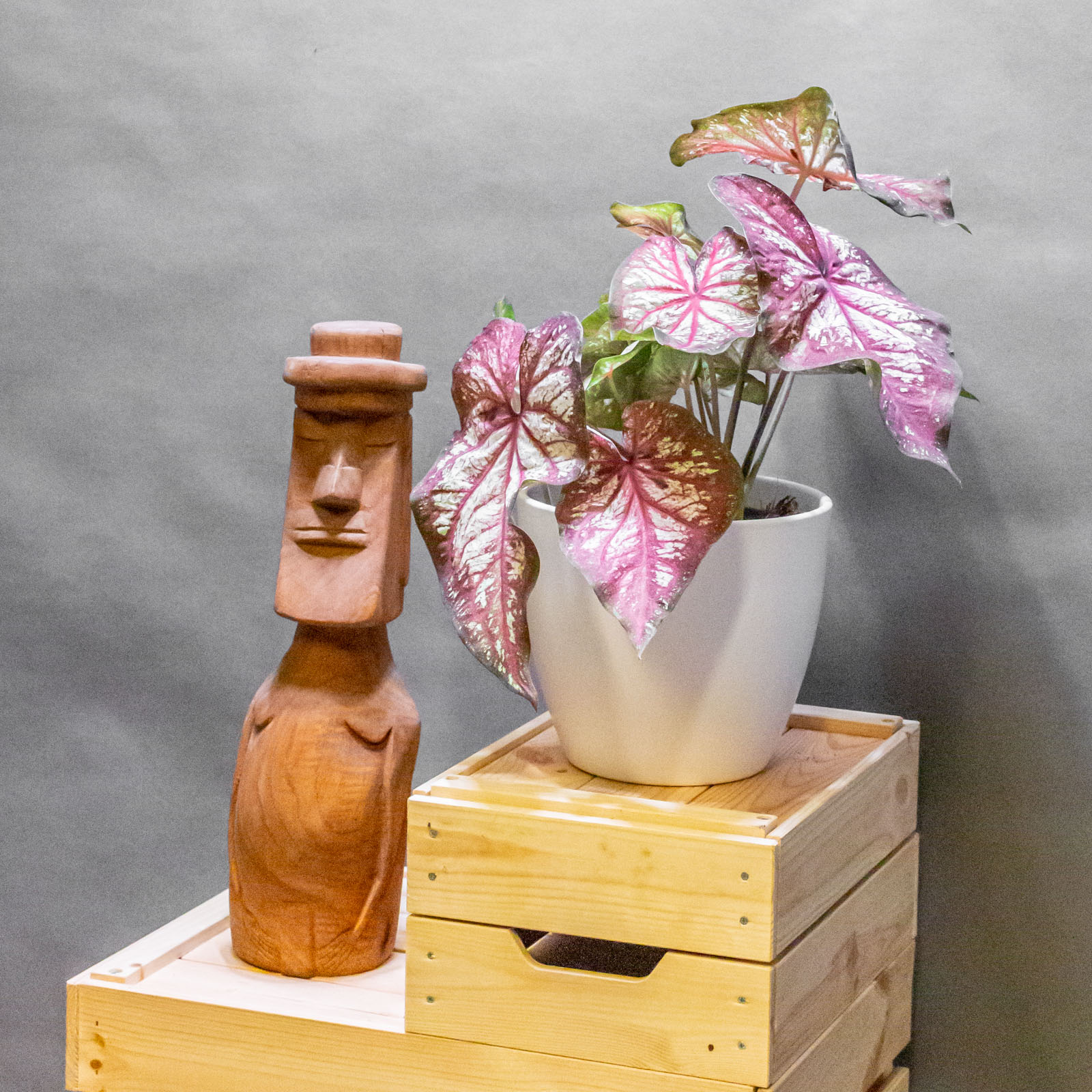 Caladium XPlosion 17cm