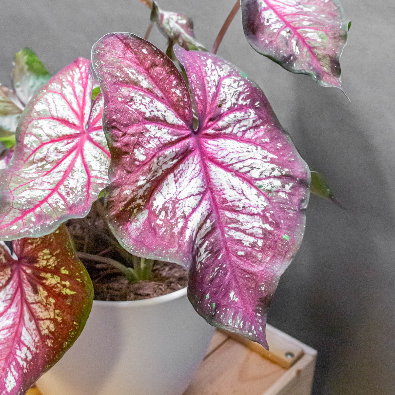Caladium XPlosion 17cm