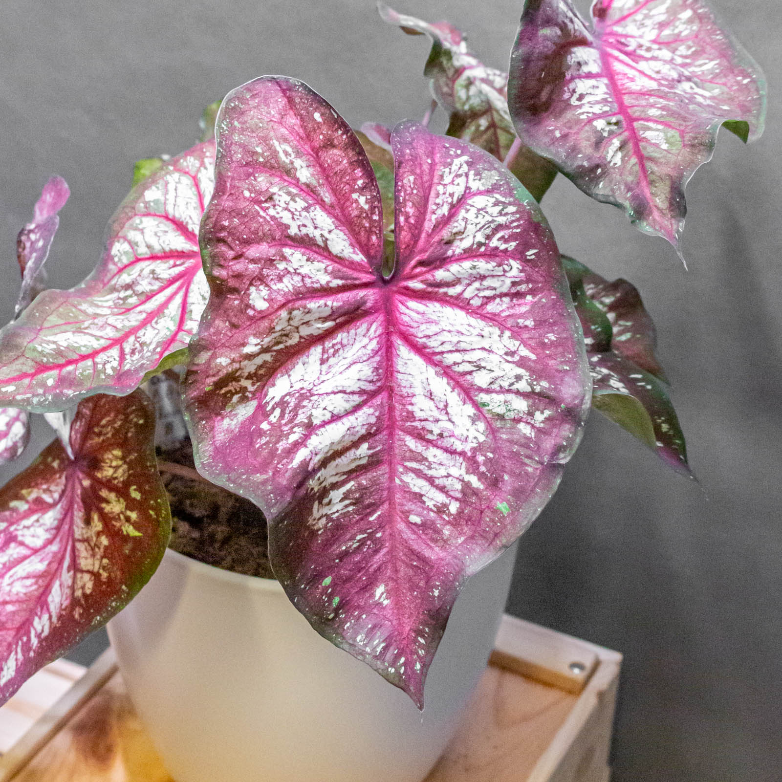 Caladium XPlosion 17cm