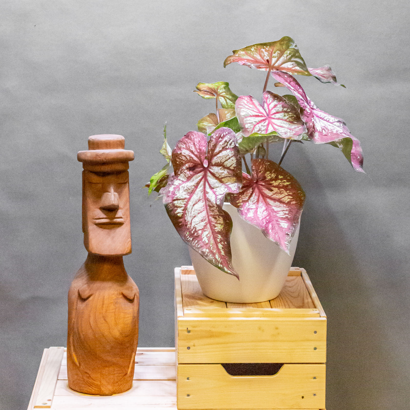 Caladium XPlosion 17cm