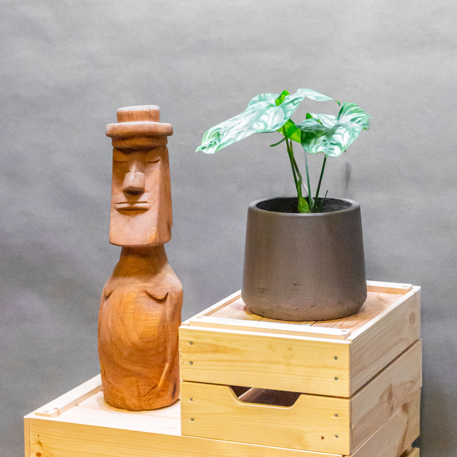 Cercestis Mirabilis 12cm