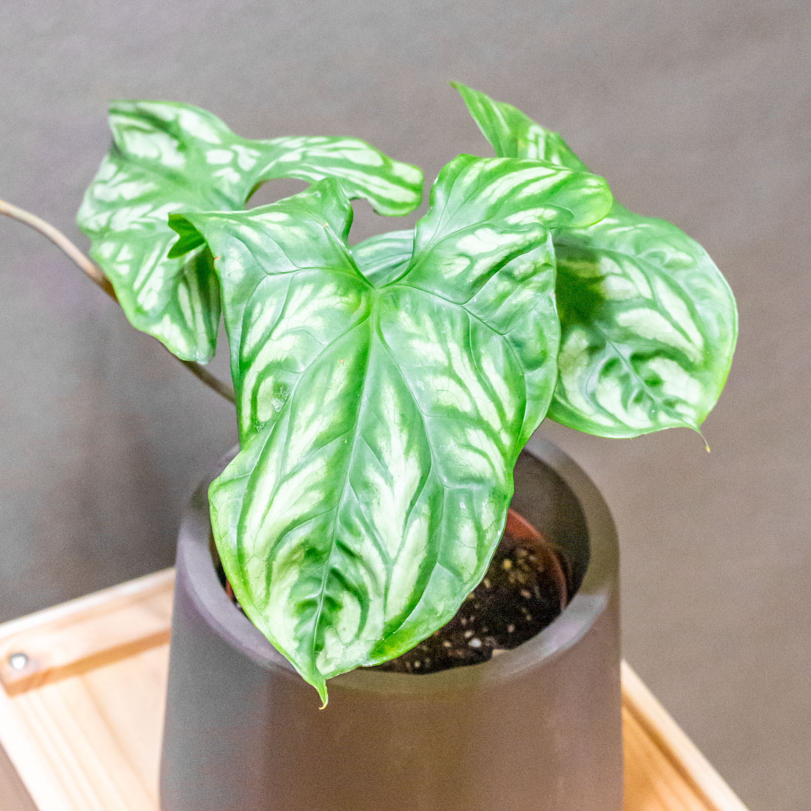 Cercestis Mirabilis 12cm