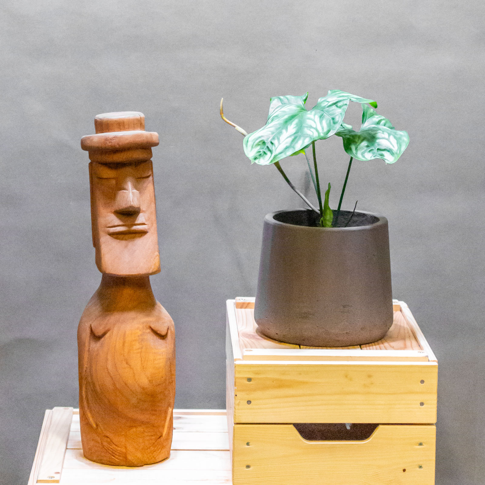 Cercestis Mirabilis 12cm