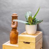 Labisia Turtle Back 12cm