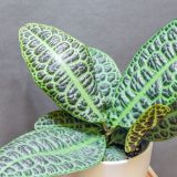 Labisia Turtle Back 12cm