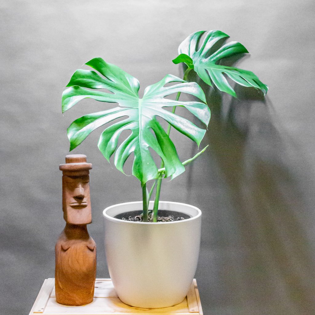 Monstera Deliciosa 24cm