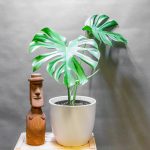 Monstera Deliciosa 24cm