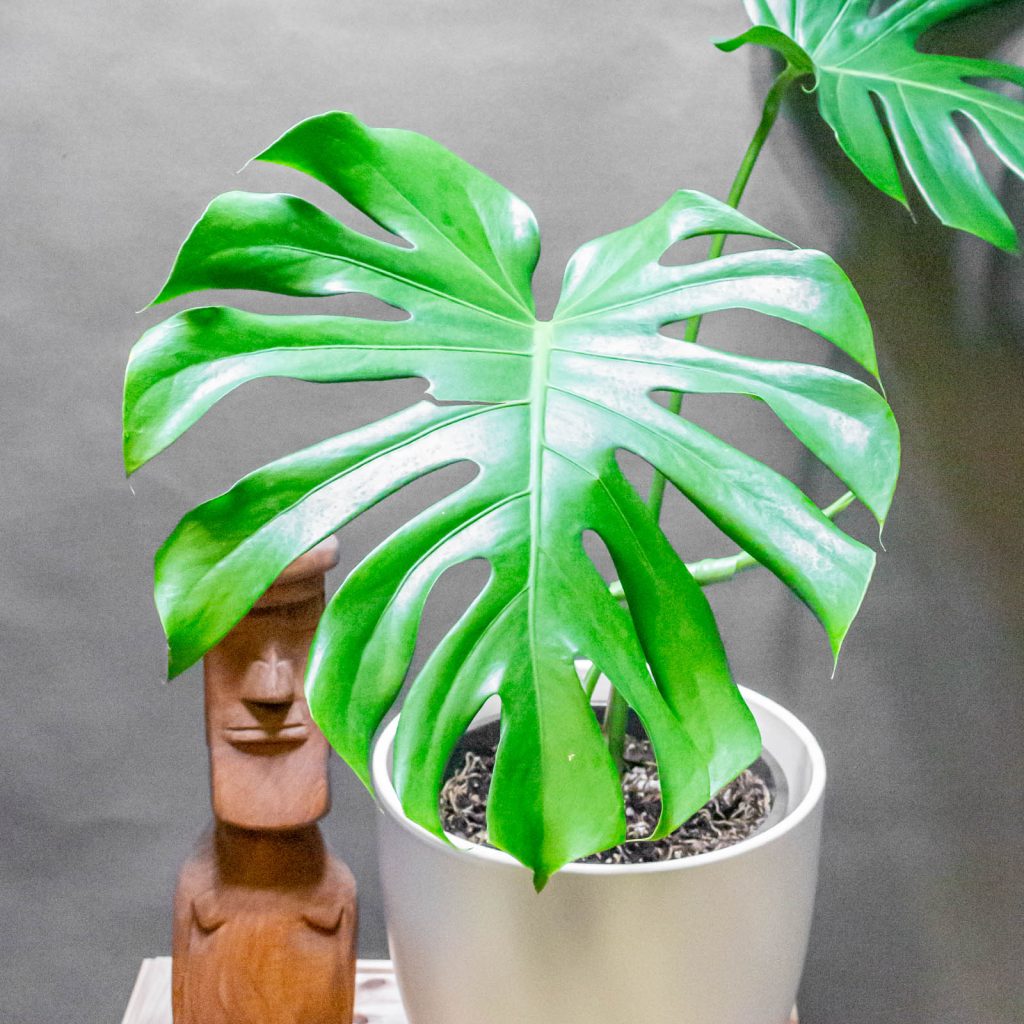 Monstera Deliciosa 24cm