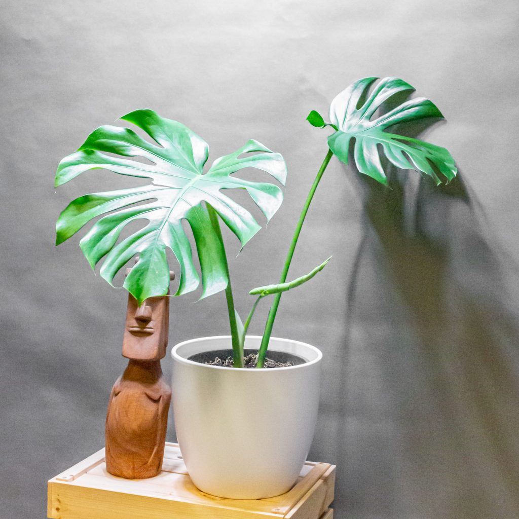 Monstera Deliciosa 24cm