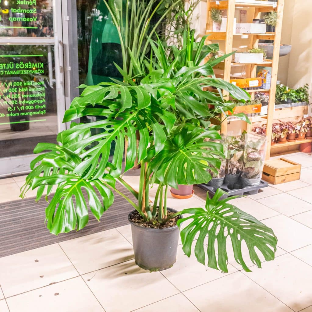 Monstera Deliciosa - Moai Jungle - Tbb, mint gondolnd