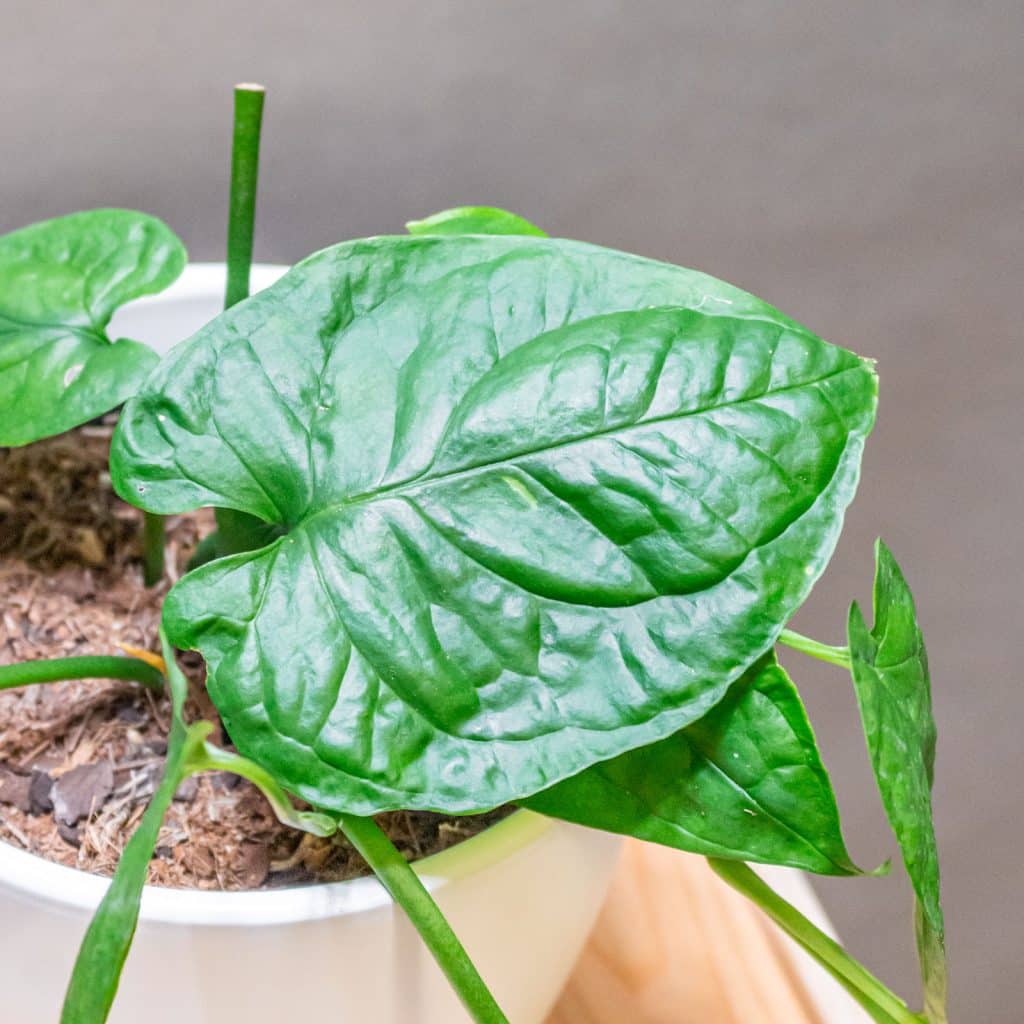 monstera esqueleto epipremnoides Esqueleto' Monstera – Jardineries Botanix