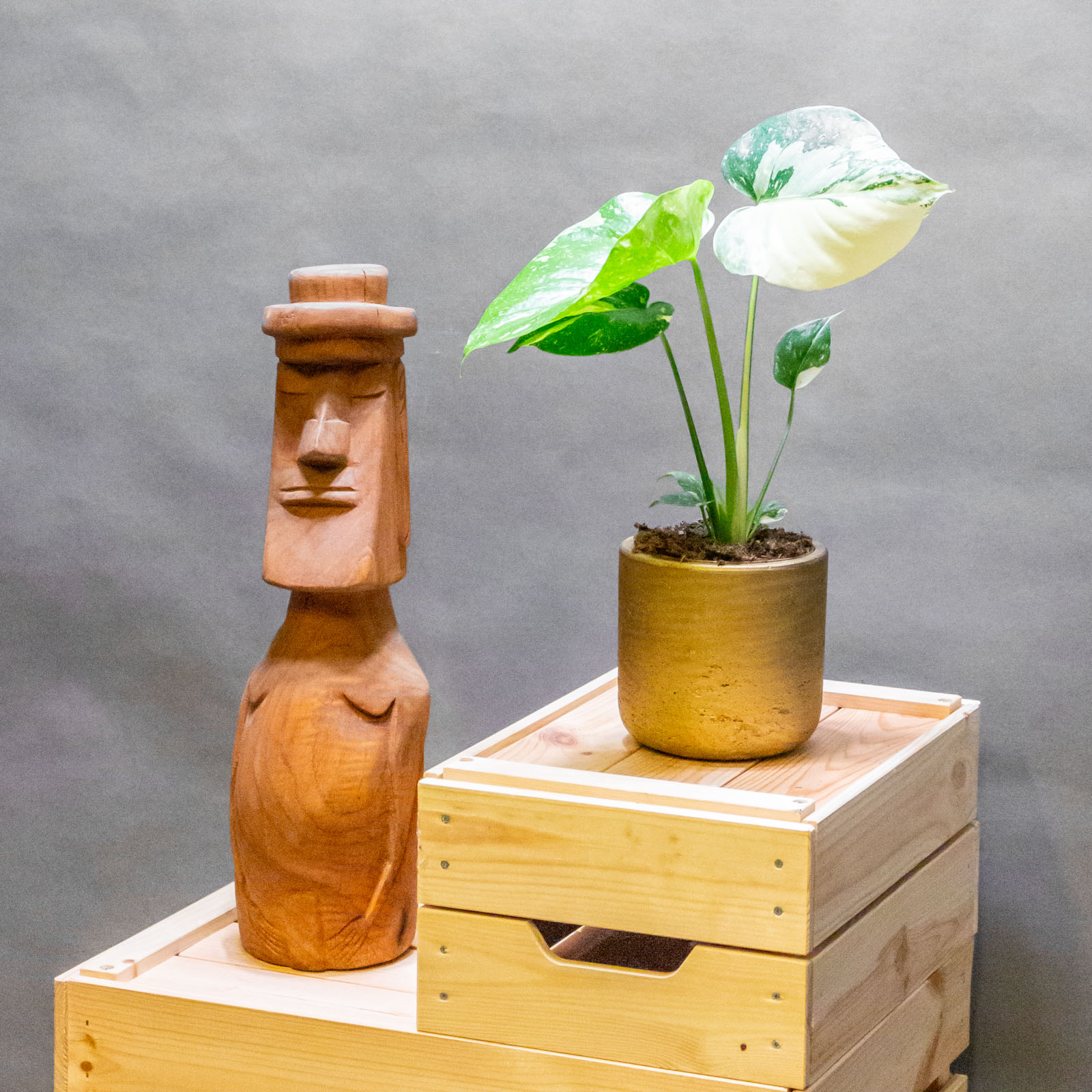 Monstera Thai Constellation 11cm