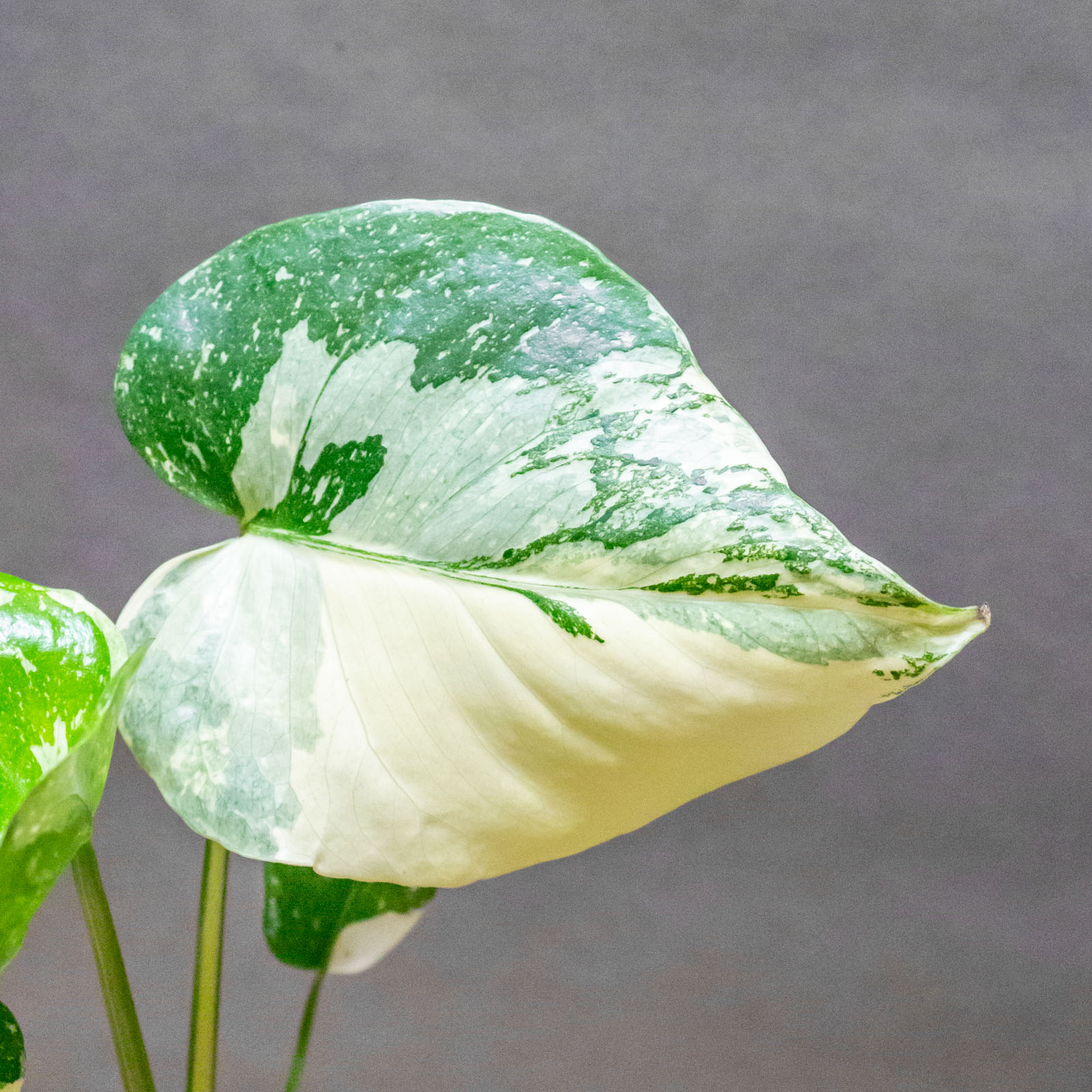 Monstera Thai Constellation 11cm