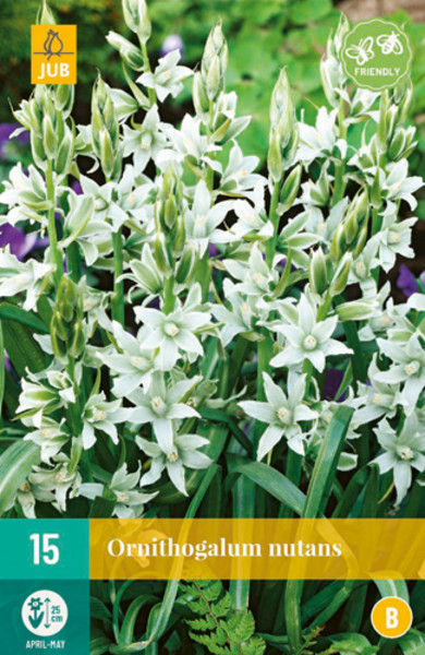 Ornithogalum Nutans