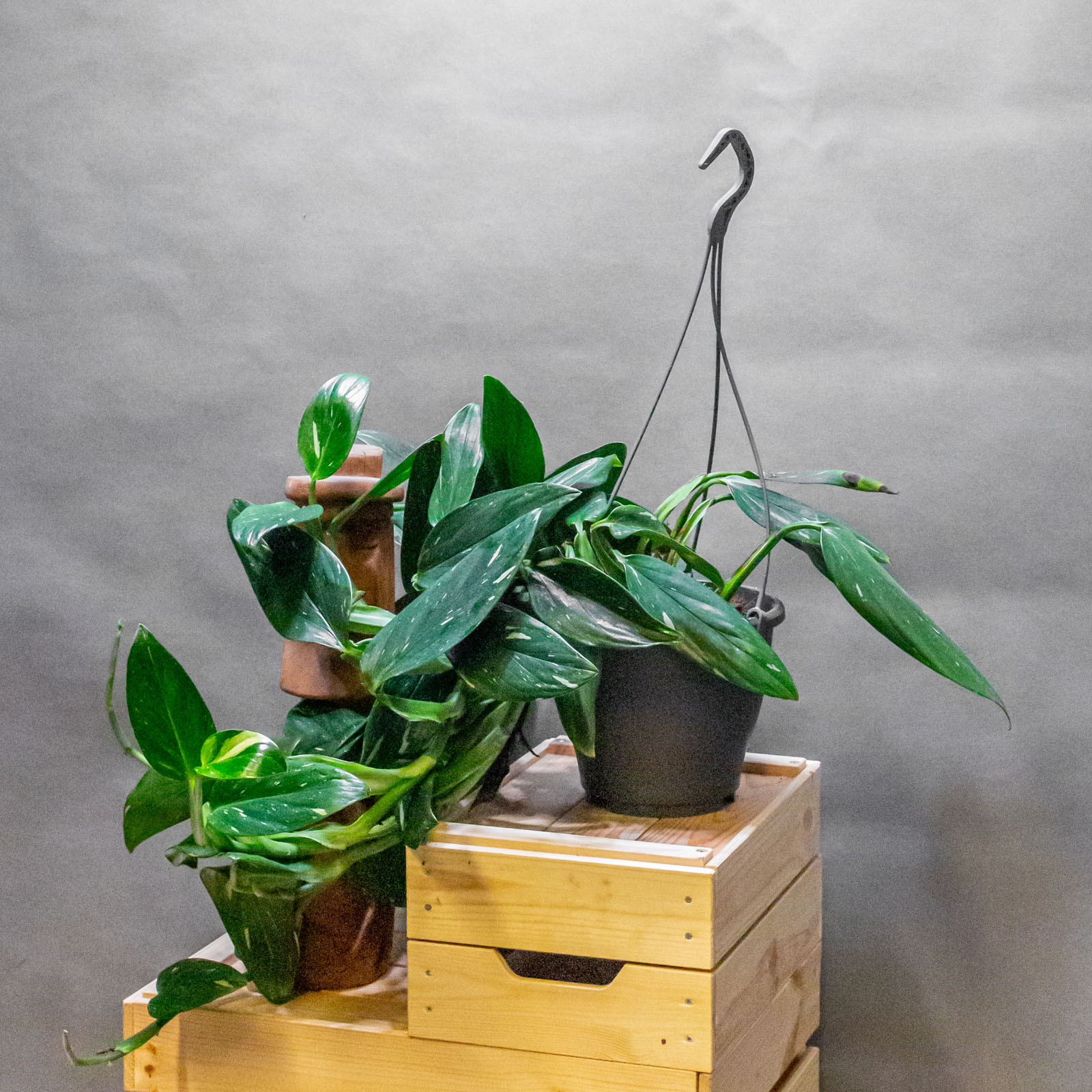 Philodendron Cobra 19cm Philodendron Cobra 19cm